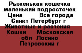 Рыженькая кошечка маленький подросточек › Цена ­ 10 - Все города, Санкт-Петербург г. Животные и растения » Кошки   . Московская обл.,Лосино-Петровский г.